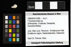 Foto (Objekt + Etiketten) von ? Goniodromites sp. 